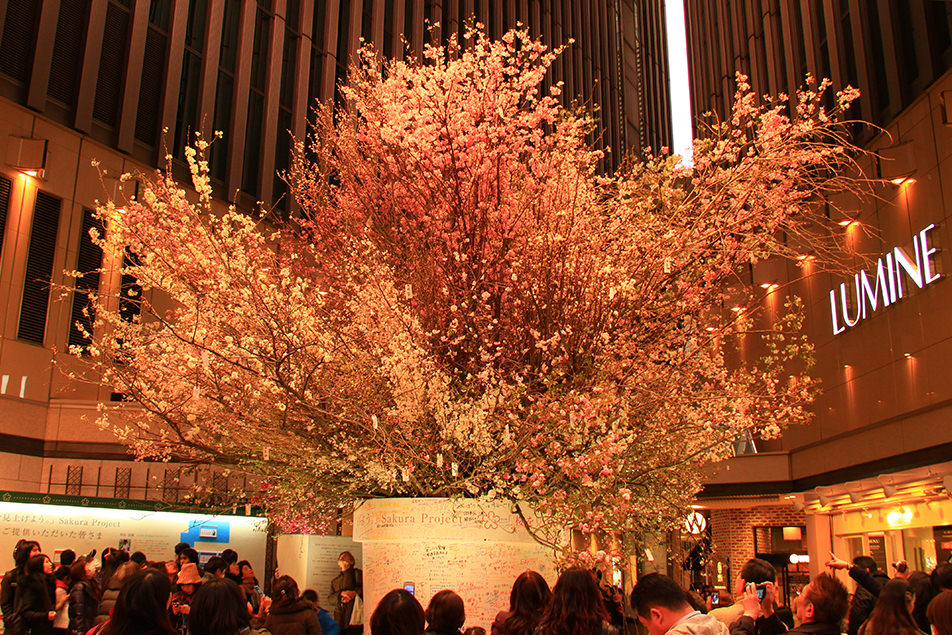 「桜を見上げよう。」 Sakura Project